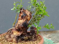 Bonsaï olivier 30 x 20 cm