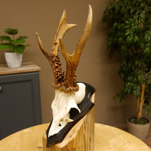 Poids bois cerf 385 g - de,