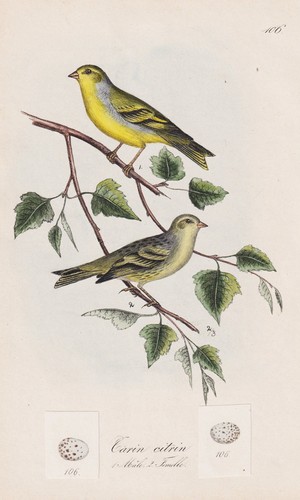 Tarin citrin oiseaux - tarin,