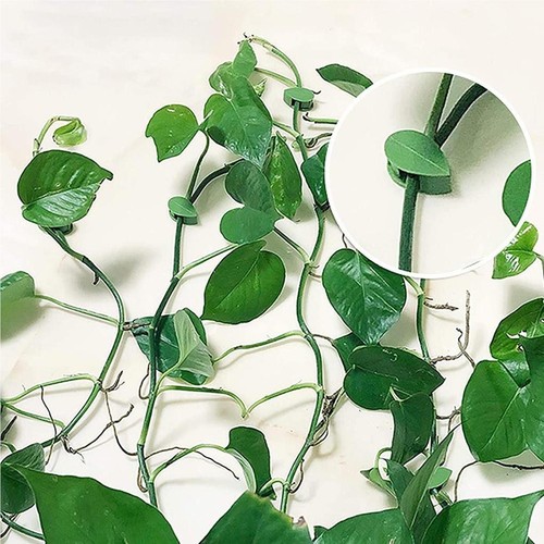 Pièces plante grimpante - 10,