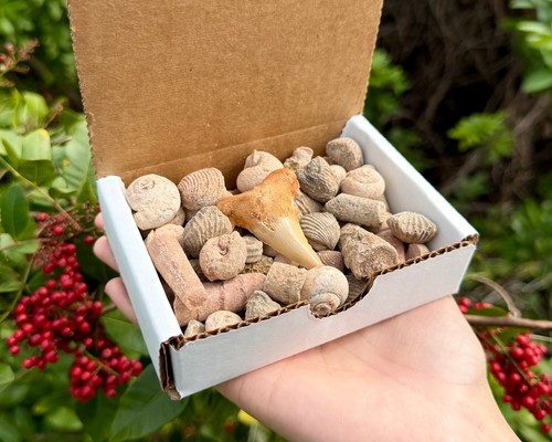 Natural fossil mix - fossil, box