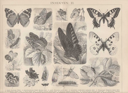 Papillons apollofalter queue - apollofalter,