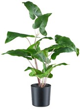Colocasia Esculenta, 50cm Vert Dans Pot en Plastique 10x10cm Avec Terre