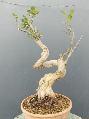 Pré bonsaï ficus retusa - pré-bonsaï, de
