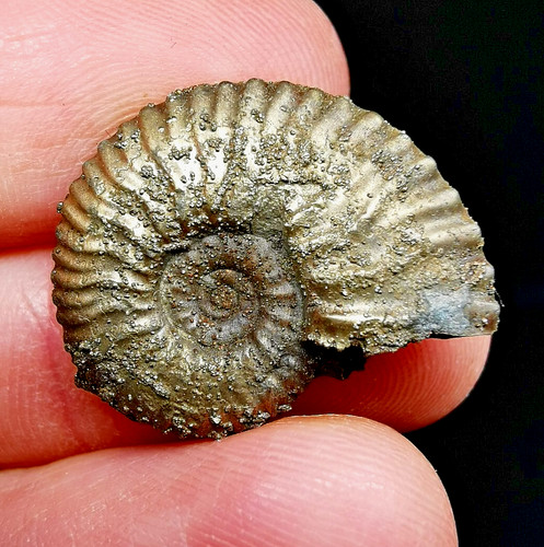 Fossile ammonite pyrite - d'ammonite,