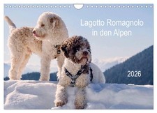 Lagotto Romagnolo dans les Alpes 2026 (Calendrier mural 2026 DIN A4 horizontal),