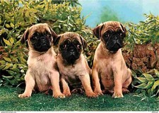 Animaux - Chiens - Carlin -