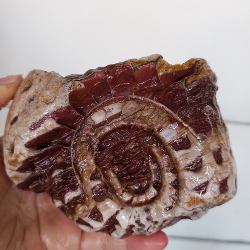 Rare 534gr amazing extreme - ,