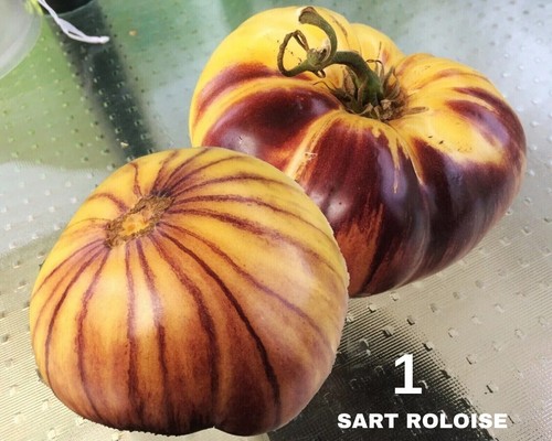 Tomate sart roloise graines - tomate, 10