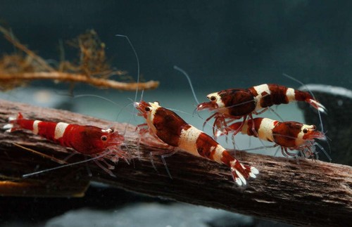Lot crevettes red wine - de, 10