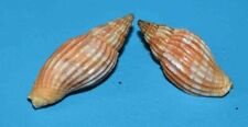 SEA SHELL - COQUILLAGES -