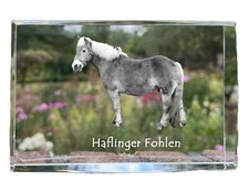 Haflinger Poulain - Cristal