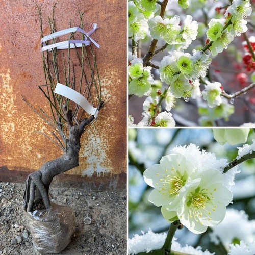 Prunus mume viridicalyx - prunus,