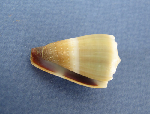 Conus lividus 31 - conus,