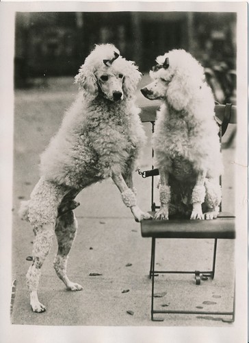 Londres 1930 chiens - 1930,