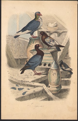 1853 gravure aquarellée - gravure,