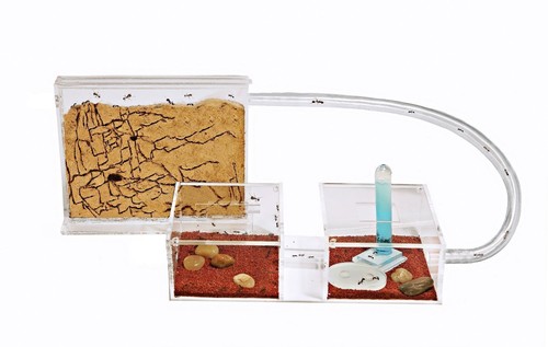 Fourmilière kit mini sable - kit, en