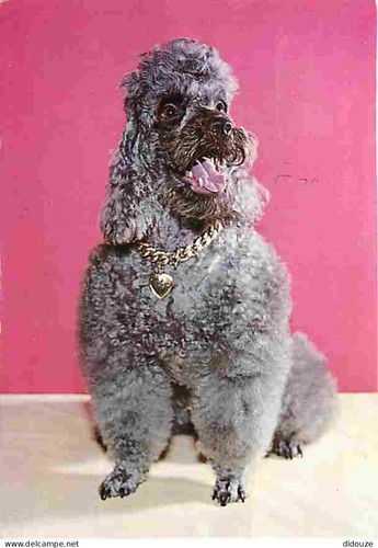 Carte postale animaux - postale,