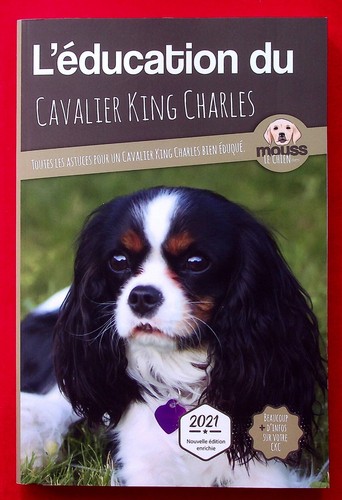 Education cavalier king - cavalier,