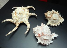 Gros coquillages de collection, colorés, possible pour aquarium