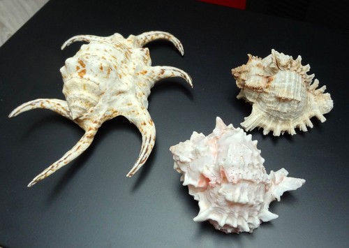 Gros coquillages - , de