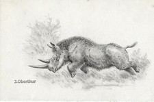 Joseph OBERTHUR Rhinocéros