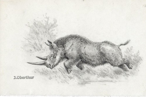 Joseph oberthur rhinocéros - joseph,