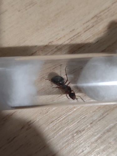 Reine gyne formica rufibarbis - reine,