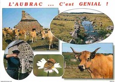 Animaux - Vaches - Aubrac -