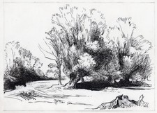 Jean-Pierre Cornet/ Arbres / dessin à l'encre / Conie / Beauce / Chartres