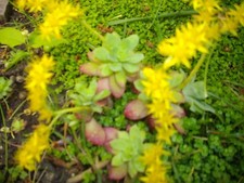  SEDUM PALMER ORPIN - VIVACE - 2 PIEDS AVEC 2 TETES - une vivace offerte 