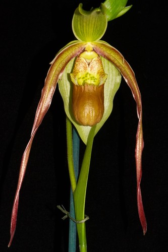 Phragmipedium tate olson - tate,