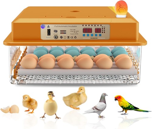 Incubateur automatique - incubateur, 36