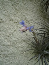 LOT=2 TILLANDSIA S filles de l air+5  aéoniums divers