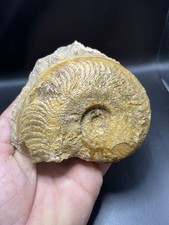 4,33" / 11cm - Ammonite du