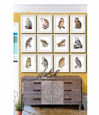Hiboux Photos Oiseaux Mural Décor Set De 12 sans Cadre Forêt Décor Ferme Décor