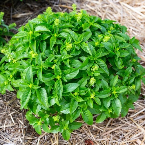 Lot graines de basilic - lot,