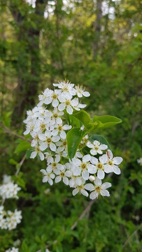 Prunus mahaleb - , /