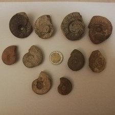Lot de 10 ammonites fossiles