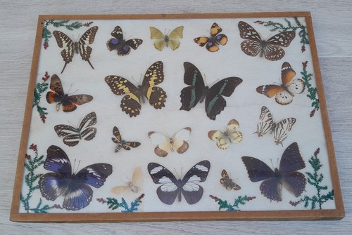 Papillons naturalisés sous