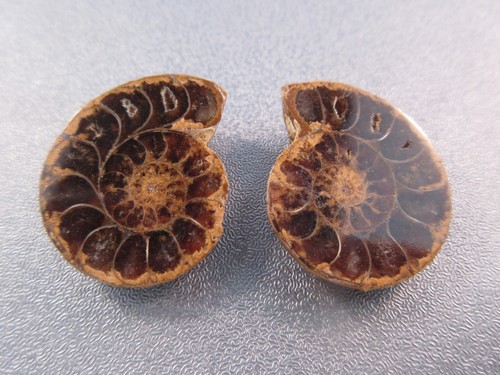 Pair madagascar ammonite - pair,