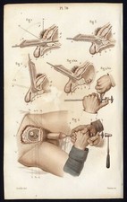 Cabinet de curiosité planche