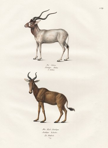 Mendesantilope addax vache - mendesantilope,