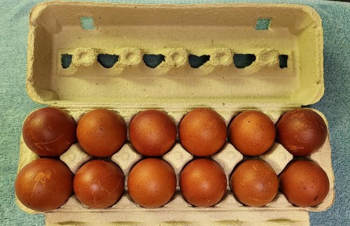 Fertile hatching eggs - 12+,