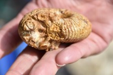 ammonite Mayaites aff. obesus oxfordien de Atsimo Andrefana Madagascar