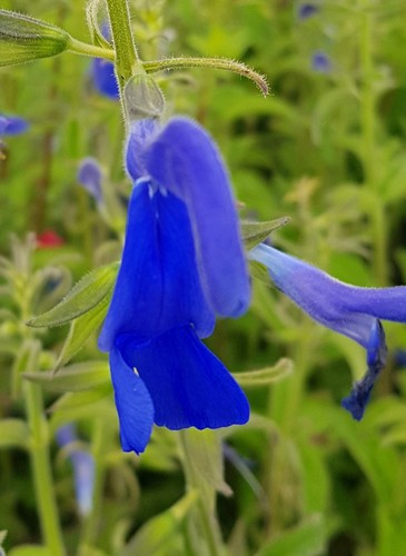 Salvia patens blue angel - angel', /