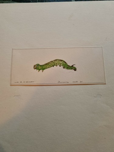 Jean adrien mercier aquarelle - mercier,