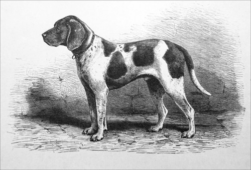 Chien chasse - chasse,