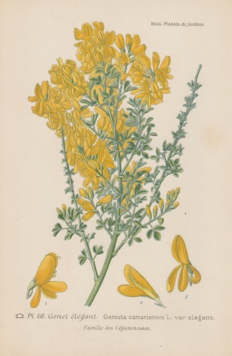 Canaries genêt genista - genêt, (genista