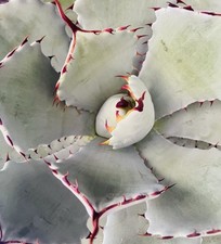 EXCEPTIONNELLE! Agave